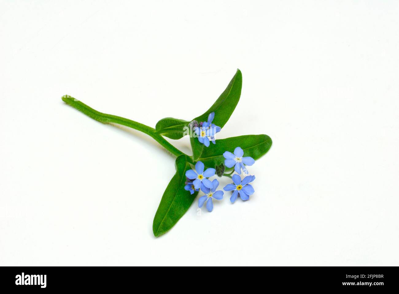 Forget-me-Not (Myosotis sylvatica), Memorial Foto Stock