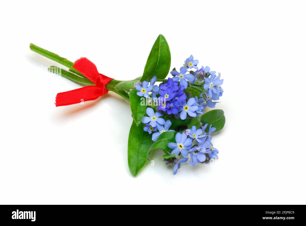 Forget-me-Not (Myosotis sylvatica), Memorial Foto Stock