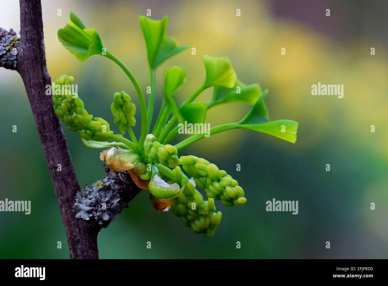 Ginkgo (Ginkgo biloba), germogli di foglie, Gingko Foto Stock