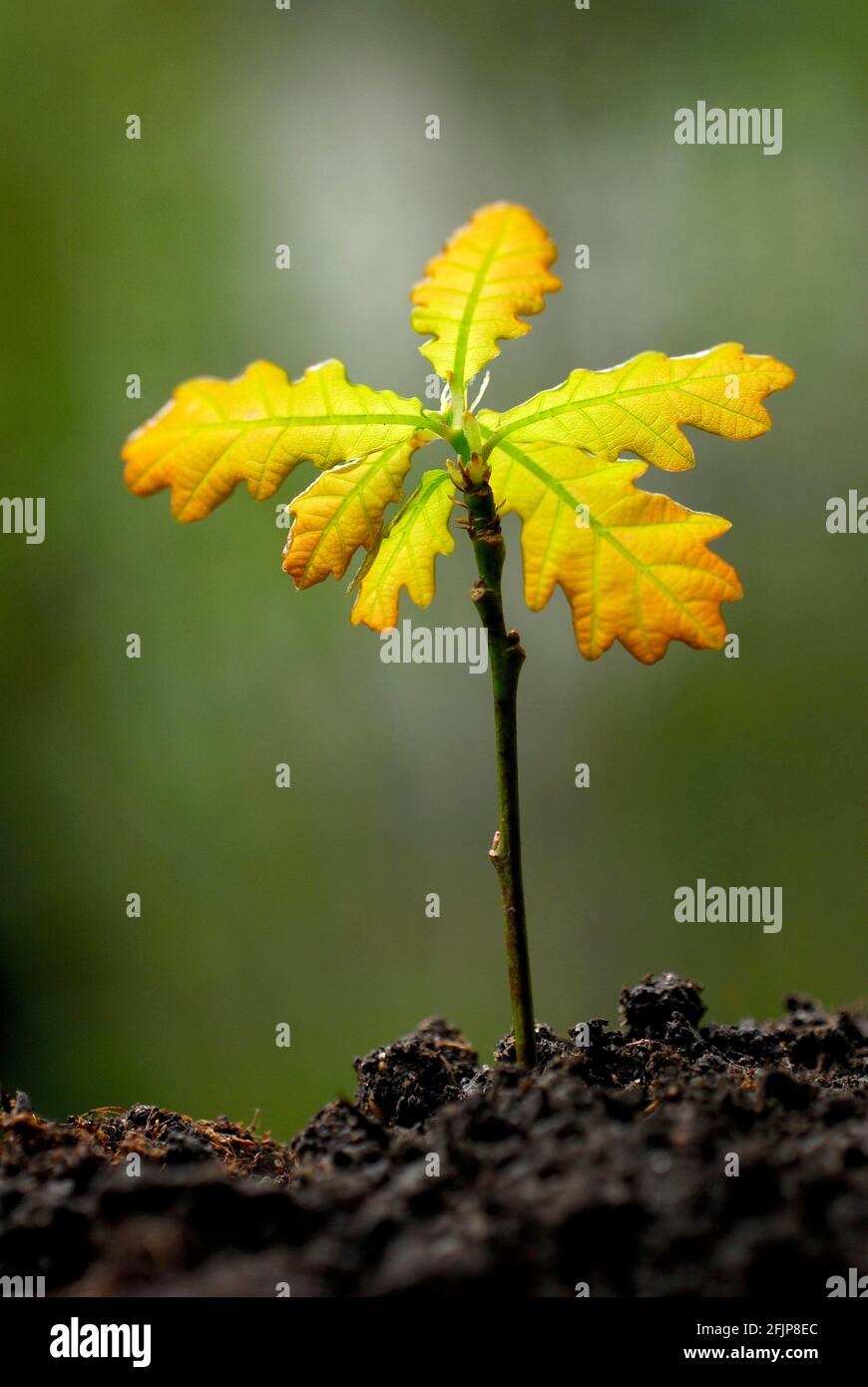 Inglese oakSeedling (Quercus robur) quercia, quercia, quercia seedling Foto Stock