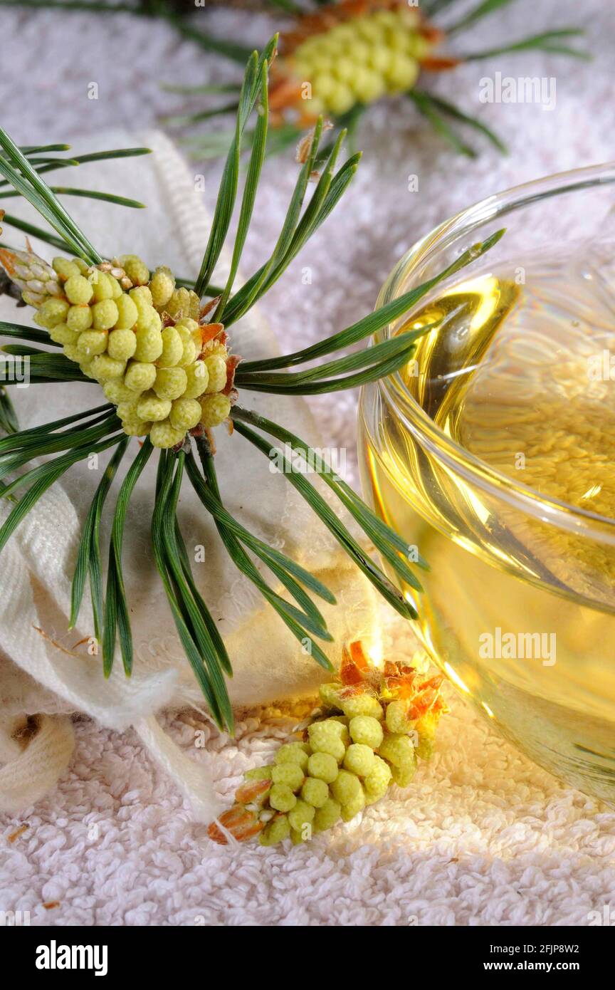 Tazza di tè al germoglio di pino (Pinus silvestris) Foto Stock