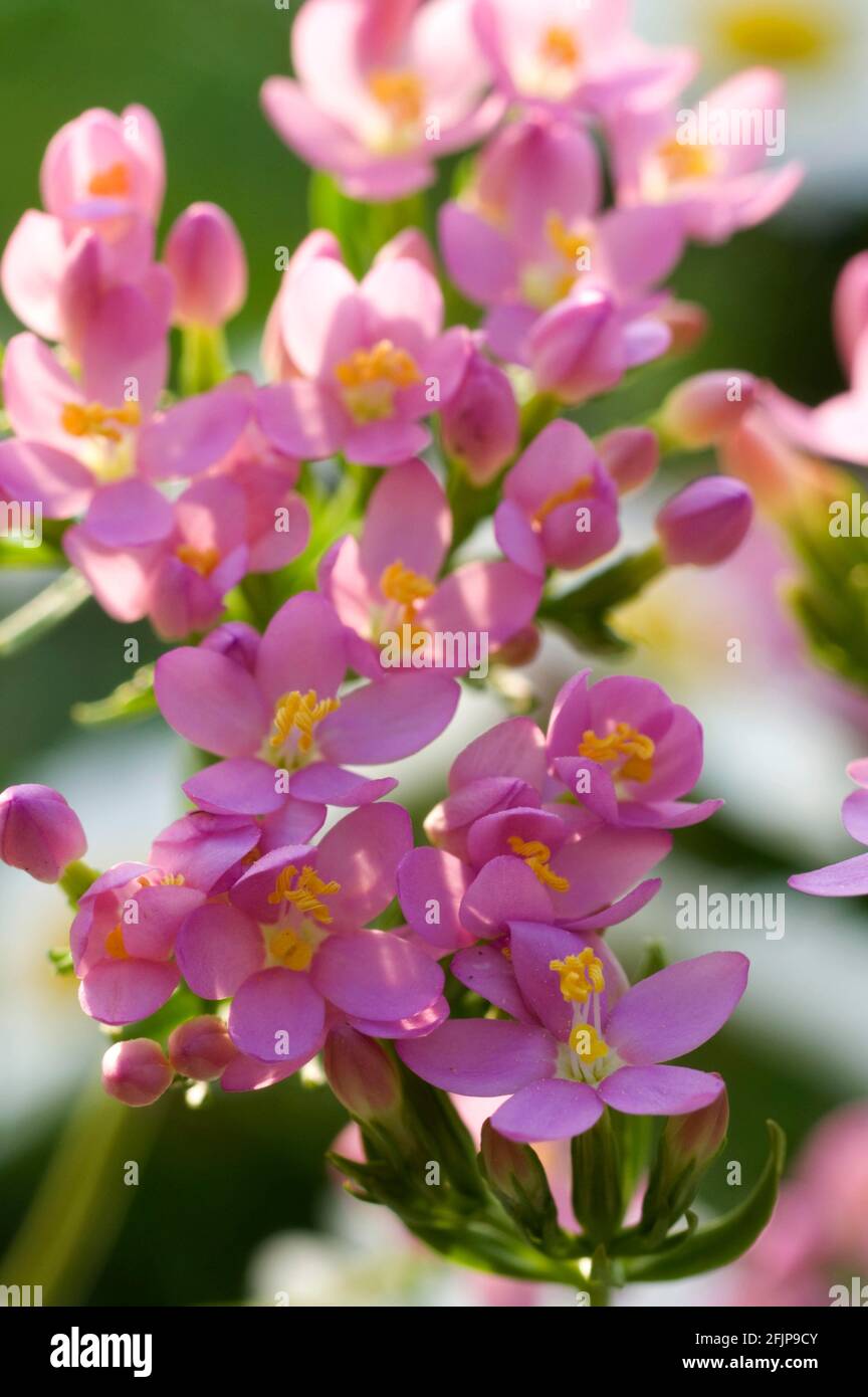 Centaurium (Centaurium), Erba Divina della Misericordia, Erba laurica, Erba del Santuario Foto Stock