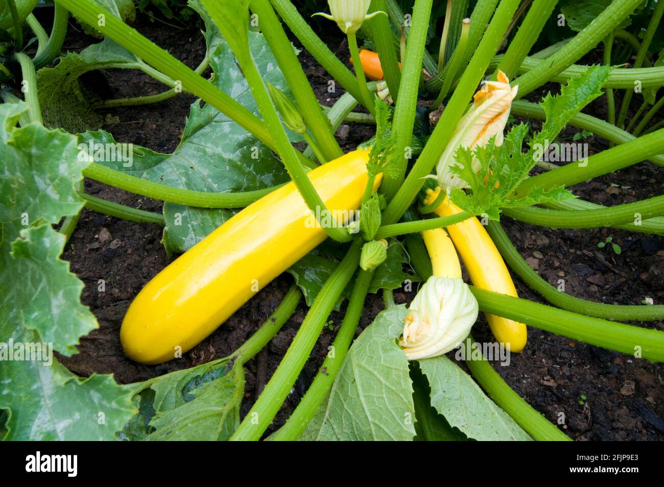 Zucchine (Cucurbita pepo var. giromontiina) Foto Stock