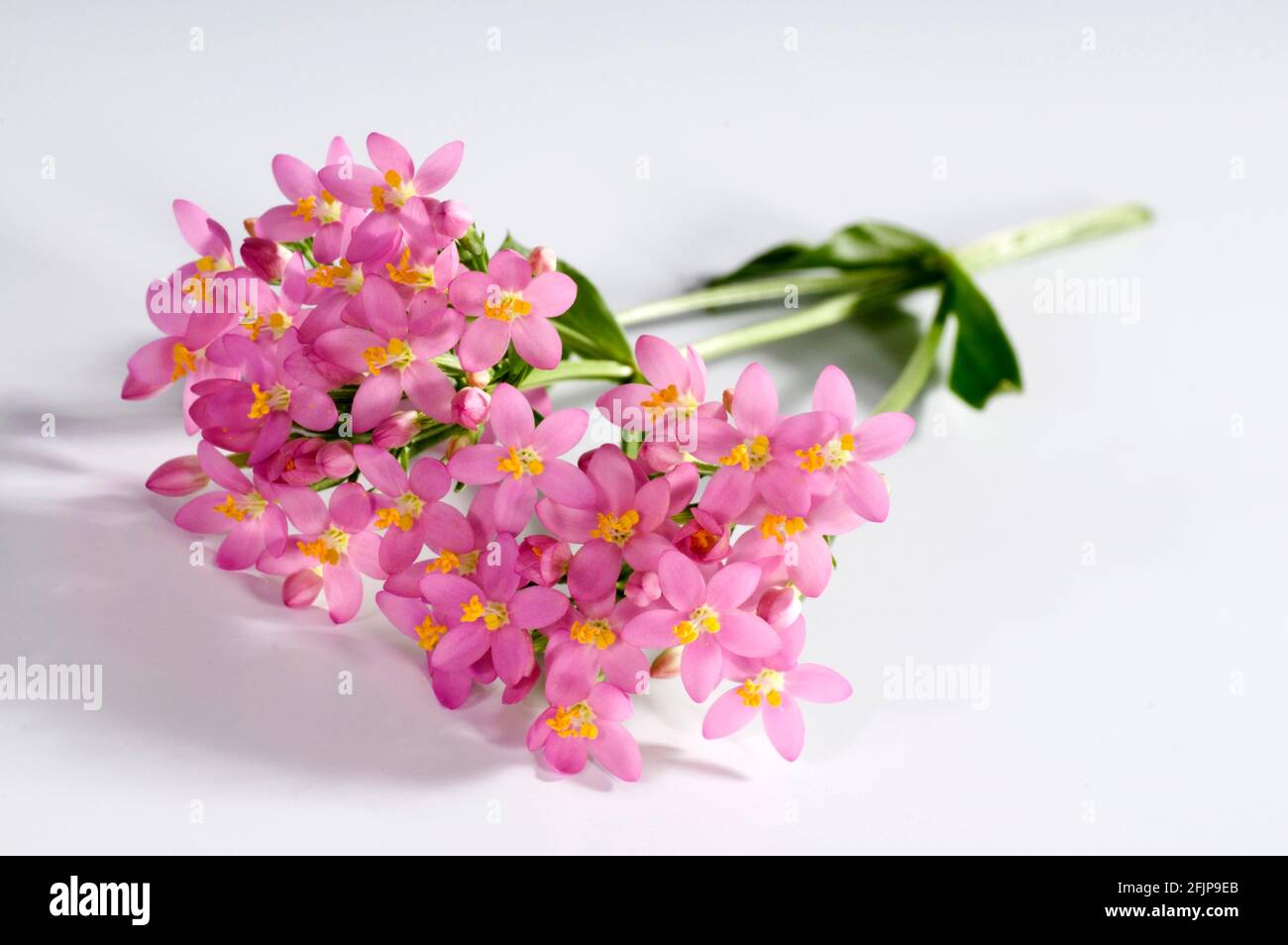 Centaurium (Centaurium), Erba Divina della Misericordia, Erba laurica, Erba del Santuario Foto Stock