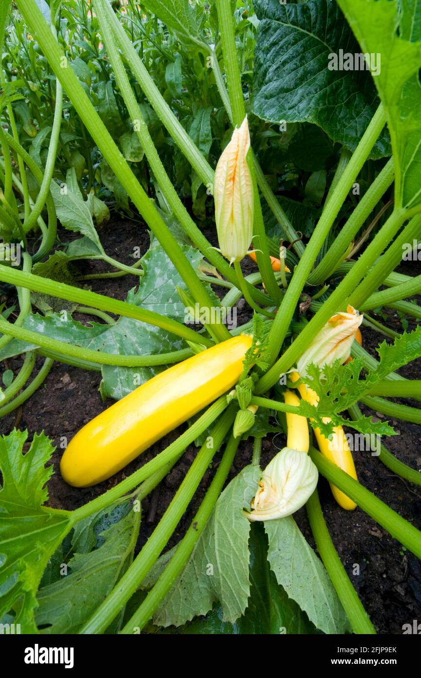 Zucchine (Cucurbita pepo var. giromontiina) Foto Stock