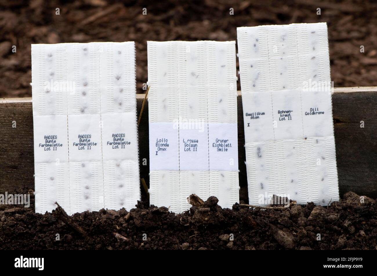 Strisce di carta con semi, semina, nastro di semi, nastri di semi Foto  stock - Alamy