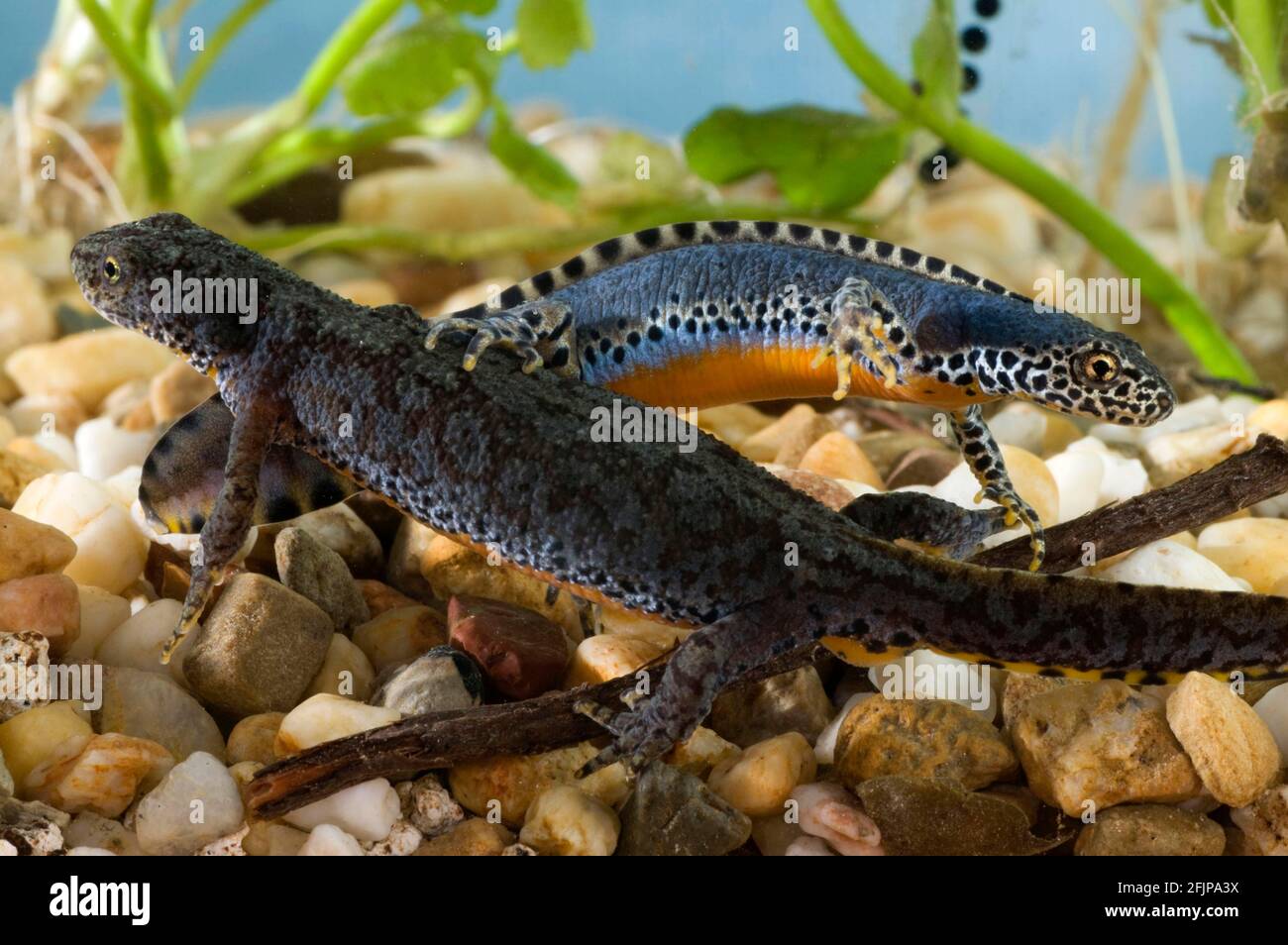 Novelli alpini (Triturus alpestris), coppia Foto Stock