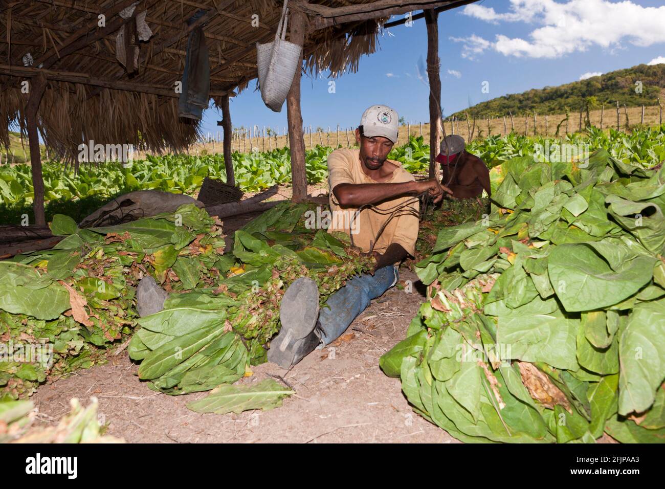 Lavoratore nella piantagione di tabacco, Punta Rucia, nella lavorazione del tabacco, nel tabacco, nella raccolta del tabacco, Repubblica Dominicana Foto Stock