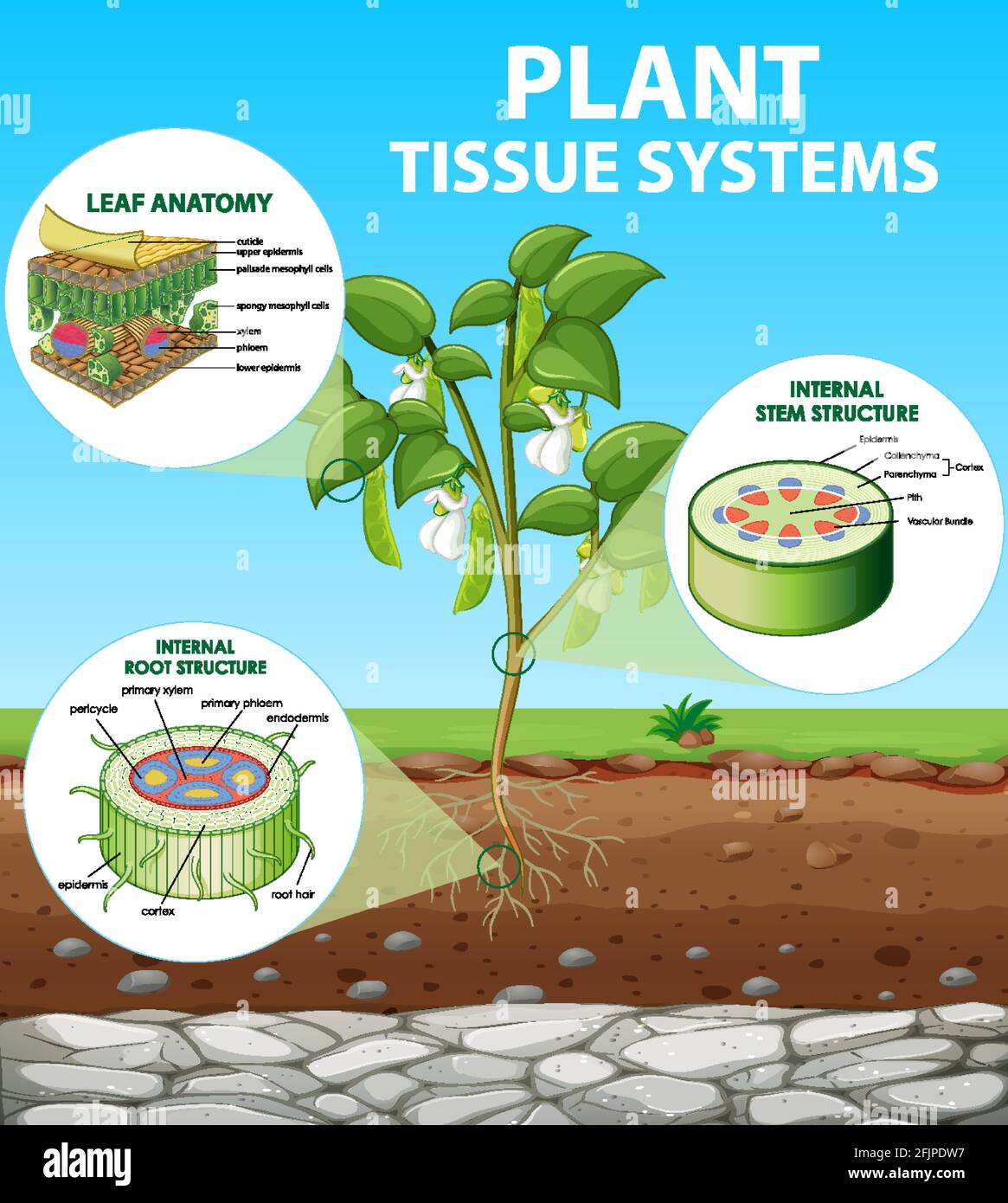 Diagramma che mostra l'illustrazione dei sistemi di tessuti vegetali Illustrazione Vettoriale