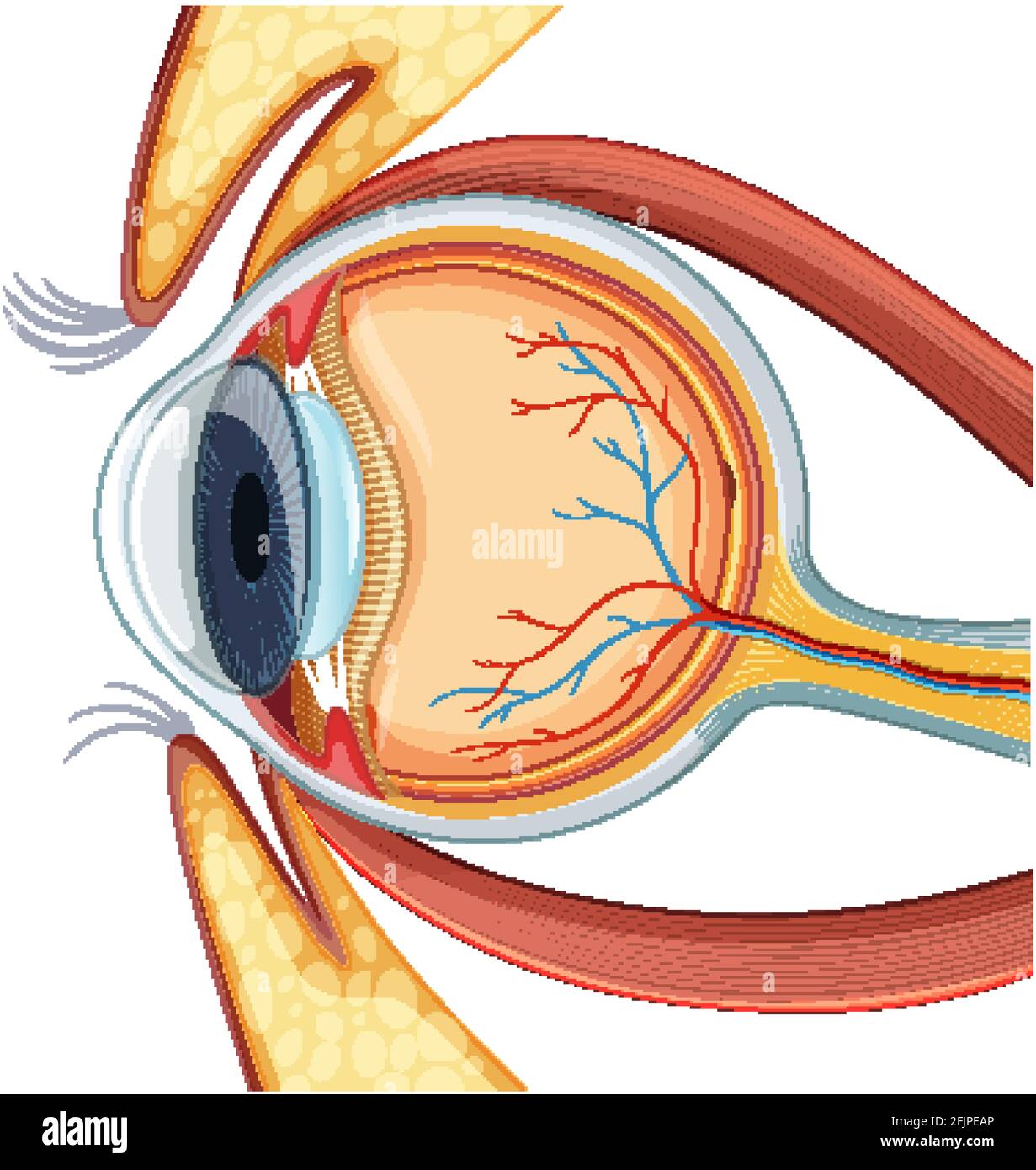 Diagramma dell'anatomia del bulbo oculare umano Illustrazione Vettoriale