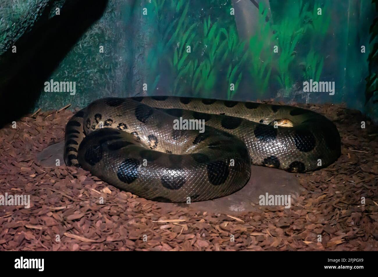 Un'Anaconda verde (Eunectes murinus, Sucuri - la specie di serpente più pesante e più lunga conosciuta) posata nel suo recinto nell'acquario di San Paolo. Foto Stock