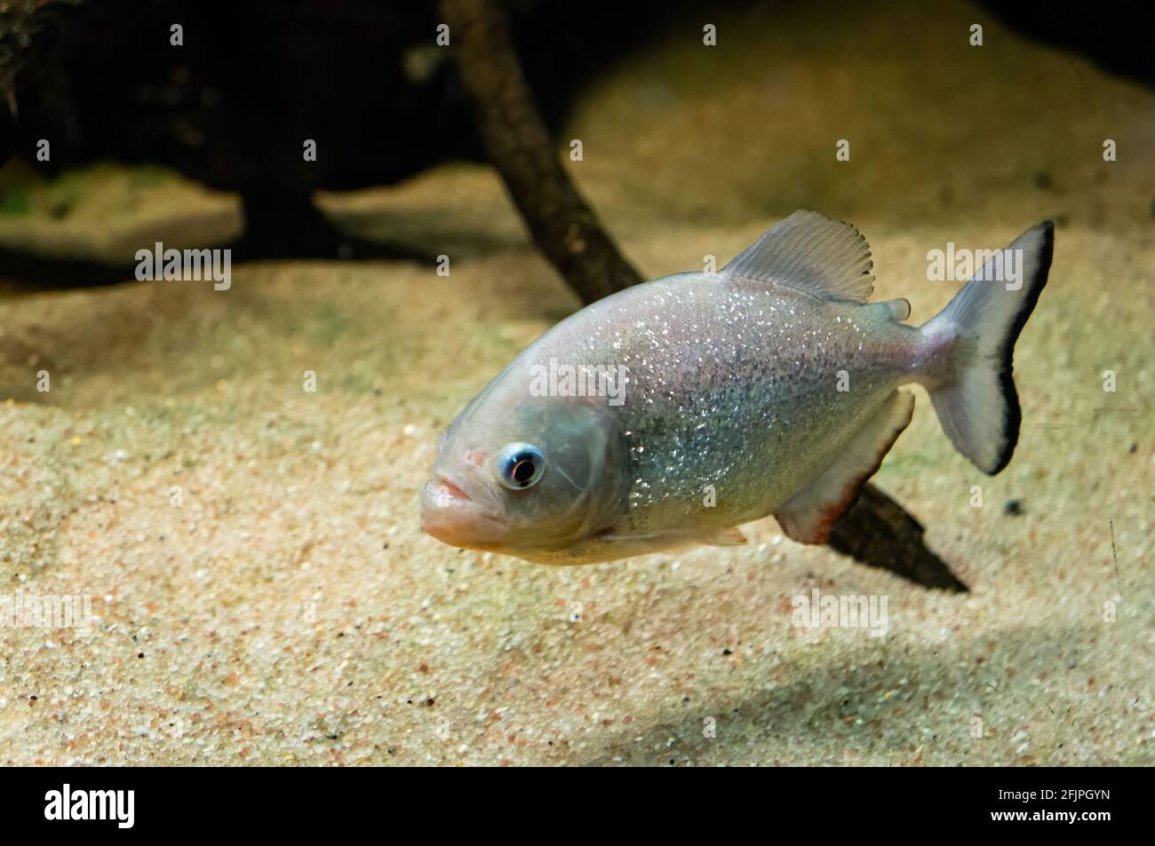 Un piranha dalle bugne rosse (Pygocentrus nattereri - specie di piranha originaria del Sud America) che nuota vicino al fondo del suo serbatoio d'acqua dolce. Foto Stock