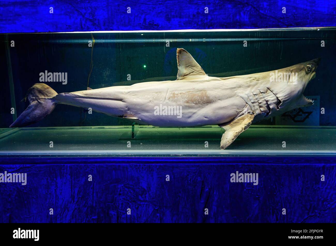 Uno squalo mako Shortfin senza vita (Isurus oxyrinchus - un grande squalo sgombro) conservato e mantenuto in uno speciale serbatoio d'acqua nell'acquario di San Paolo. Foto Stock