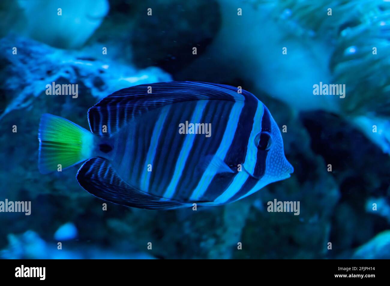 Un tang Sailfin (Zebrasoma veliferum - un tang marino della barriera corallina della famiglia dei pesci Acanthuridae) che nuota nel suo serbatoio d'acqua decorato nell'acquario di San Paolo. Foto Stock