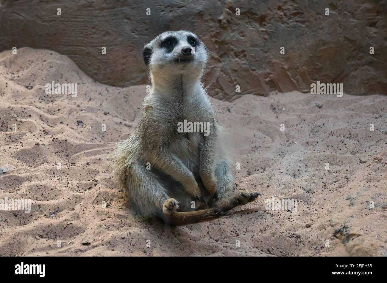 Un Meerkat (Suricata suricatta - una piccola manciata trovata nell'Africa meridionale) seduto sulla sabbia con un volto triste all'interno del suo recinto animale. Foto Stock