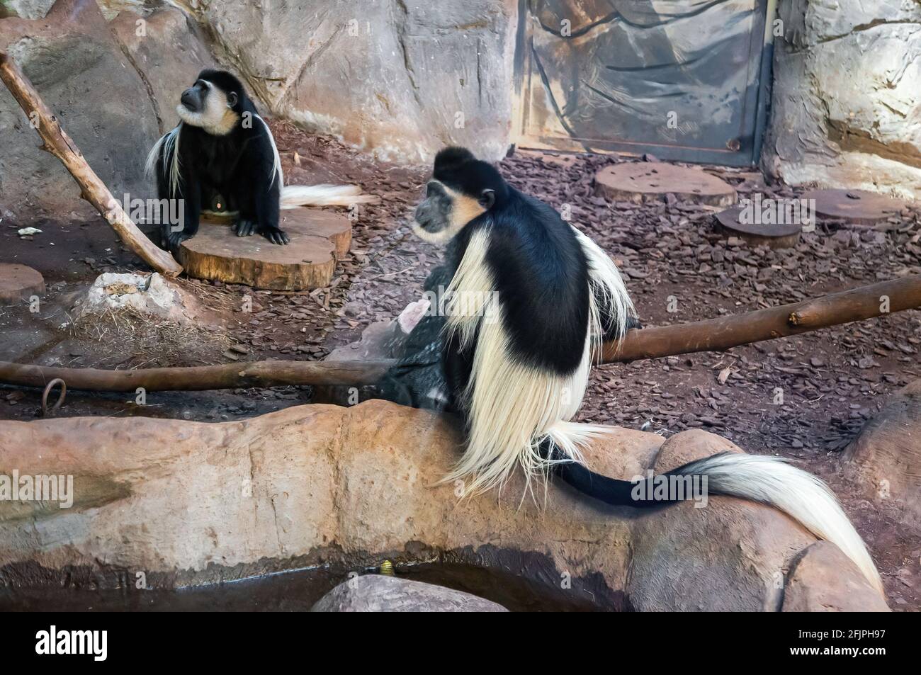 Una guereza (Colobus guereza - un tipo di scimmia del Vecchio mondo) che guarda a sinistra all'interno del suo recinto animale nell'acquario di San Paolo. Foto Stock
