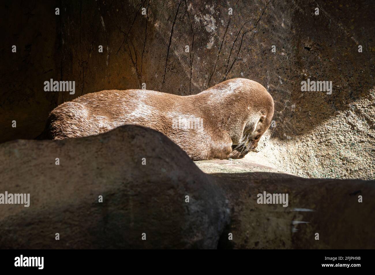 Un sigillo di pelliccia Subantartica (Arctocephalus tropicalis - un sigillo di medie dimensioni) prendendo un po' di sole in un angolo roccioso all'interno del suo recinto animale a Sao Paulo Foto Stock
