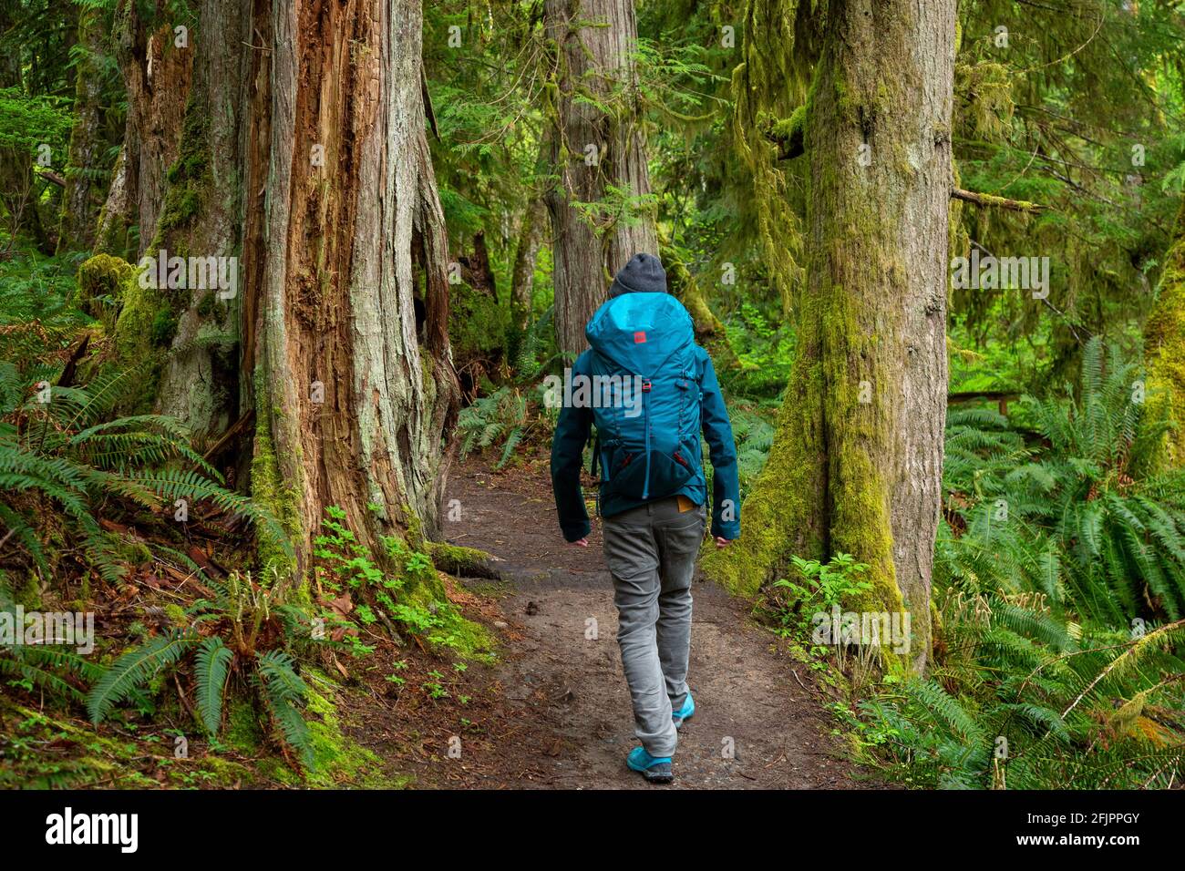 Escursioni sull'isola di Vancouver nella foresta lussureggiante di British Columbia vicino a Ladysmith con molti sentieri Foto Stock