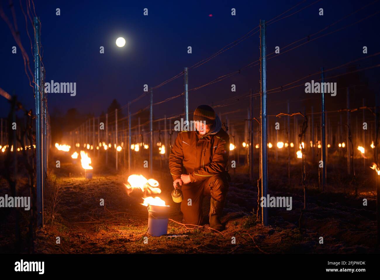 26 aprile 2021, Sassonia, Weinböhla: Fino a Neumeister, responsabile della viticoltura, accende un incendio tra le viti in un vigneto. Su otto vigneti soggetti al gelo e giovani vigneti della tenuta vinicola statale Schloss Waccerbarth, i vitigni vogliono proteggere le vigne dalle gelate tardive con piccoli incendi controllati. Sono da proteggere diverse migliaia di vitigni delle varietà Bacco, Müller-Thurgau e Muscaris. Foto: Robert Michael/dpa-Zentralbild/dpa Foto Stock