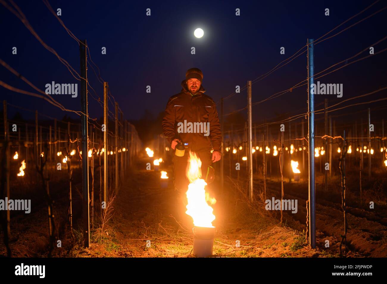 26 aprile 2021, Sassonia, Weinböhla: Fino a Neumeister, responsabile della viticoltura, accende un incendio tra le viti in un vigneto. Su otto vigneti soggetti al gelo e giovani vigneti della tenuta vinicola statale Schloss Waccerbarth, i vitigni vogliono proteggere le vigne dalle gelate tardive con piccoli incendi controllati. Sono da proteggere diverse migliaia di vitigni delle varietà Bacco, Müller-Thurgau e Muscaris. Foto: Robert Michael/dpa-Zentralbild/dpa Foto Stock
