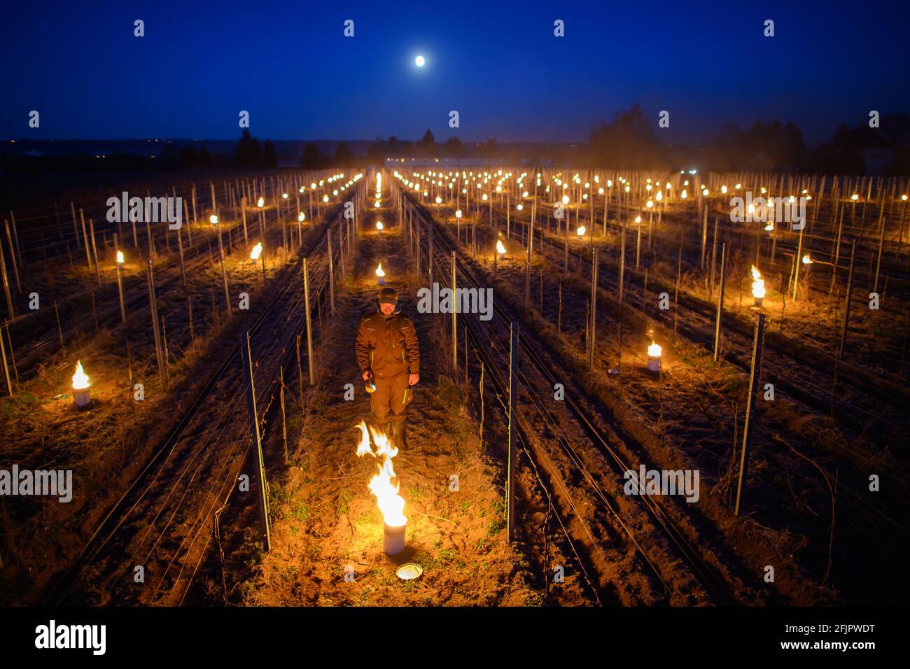 26 aprile 2021, Sassonia, Weinböhla: Fino a Neumeister, responsabile della viticoltura, accende un incendio tra le viti in un vigneto. Su otto vigneti soggetti al gelo e giovani vigneti della tenuta vinicola statale Schloss Waccerbarth, i vitigni vogliono proteggere le vigne dalle gelate tardive con piccoli incendi controllati. Sono da proteggere diverse migliaia di vitigni delle varietà Bacco, Müller-Thurgau e Muscaris. Foto: Robert Michael/dpa-Zentralbild/dpa Foto Stock