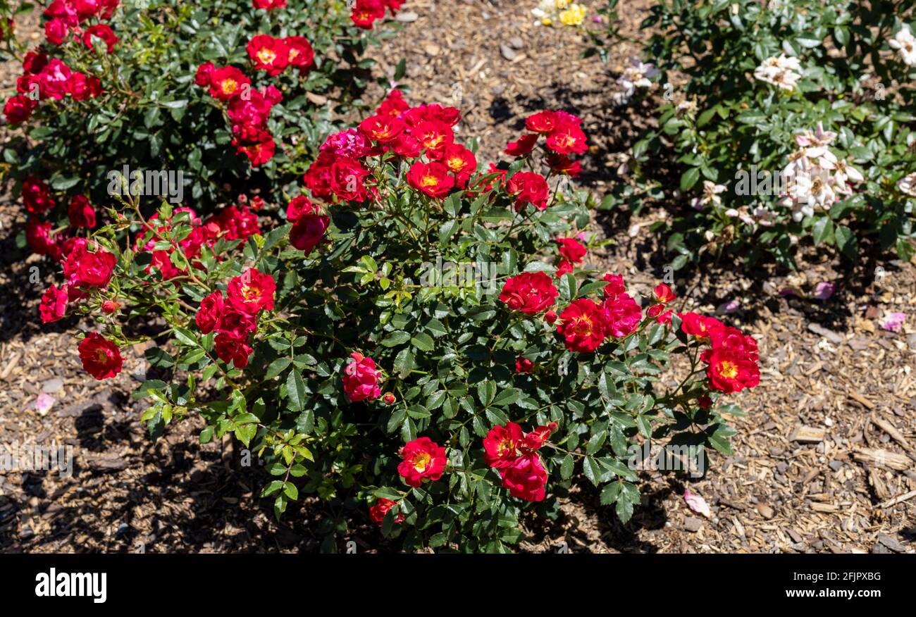 Rosa spithamea è una specie di rosa conosciuta dal terreno del nome comune rosa e costa rosa terra. Sono cresciuti in un giardino. Foto Stock