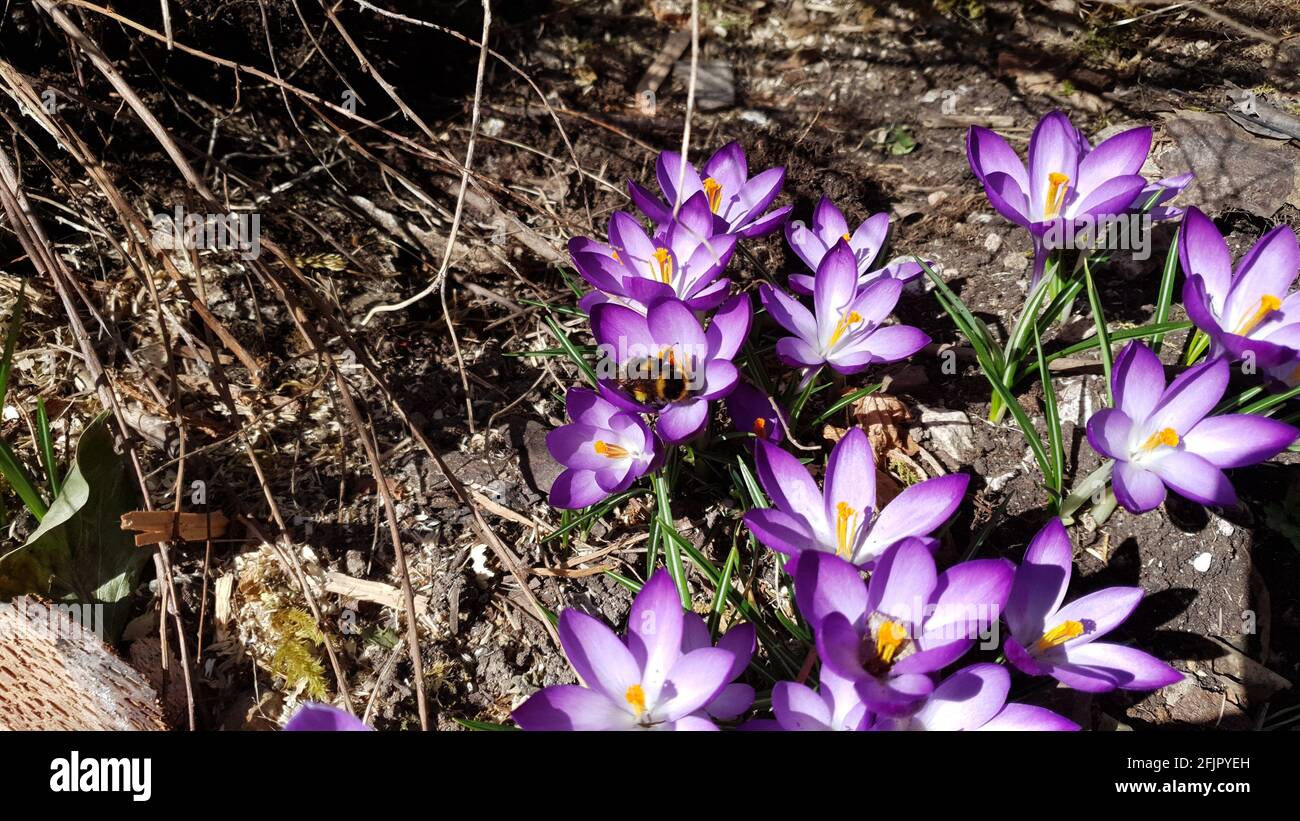 il croco un fiore che simboleggia la primavera con un bumblebee alla ricerca di polline Foto Stock