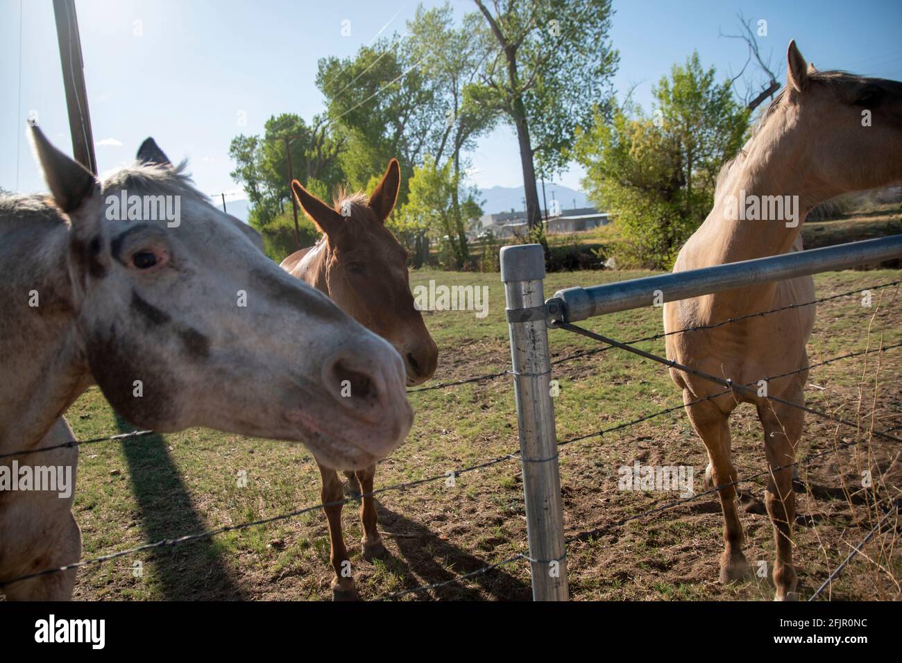 Questi cavalli godono di mangiare mele da una donna in Bishop, Inyo County, CA, Stati Uniti. Foto Stock