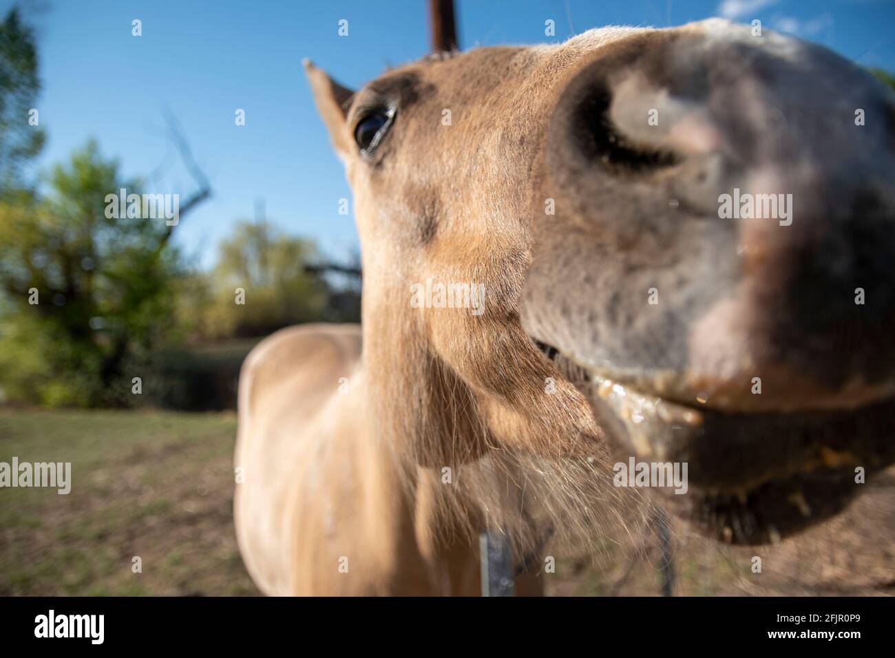 Questi cavalli godono di mangiare mele da una donna in Bishop, Inyo County, CA, Stati Uniti. Foto Stock