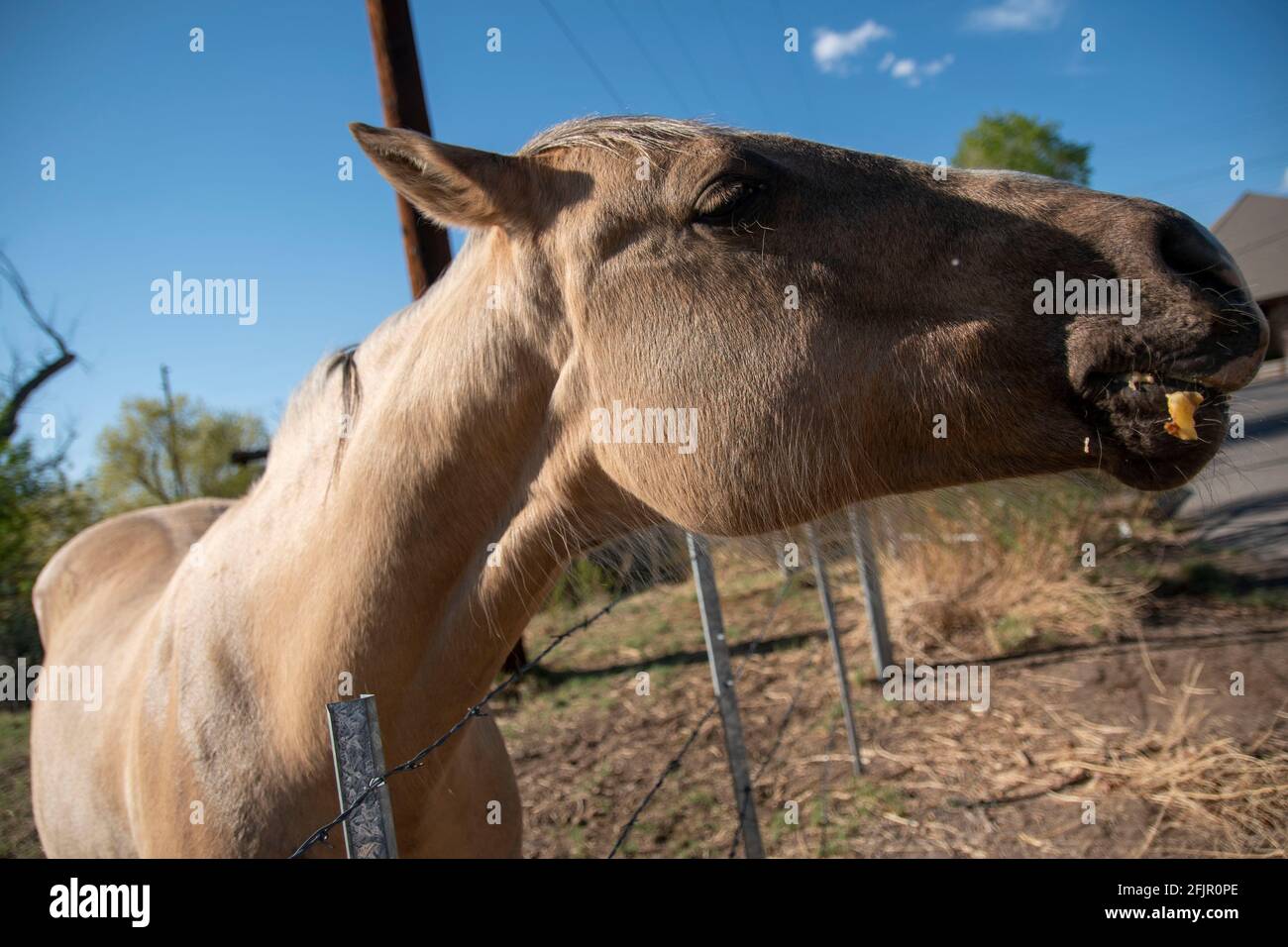 Questi cavalli godono di mangiare mele da una donna in Bishop, Inyo County, CA, Stati Uniti. Foto Stock