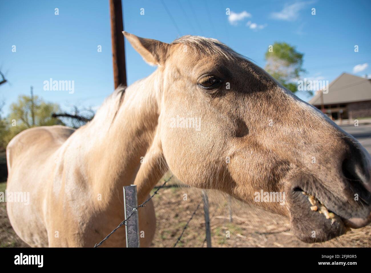 Questi cavalli godono di mangiare mele da una donna in Bishop, Inyo County, CA, Stati Uniti. Foto Stock