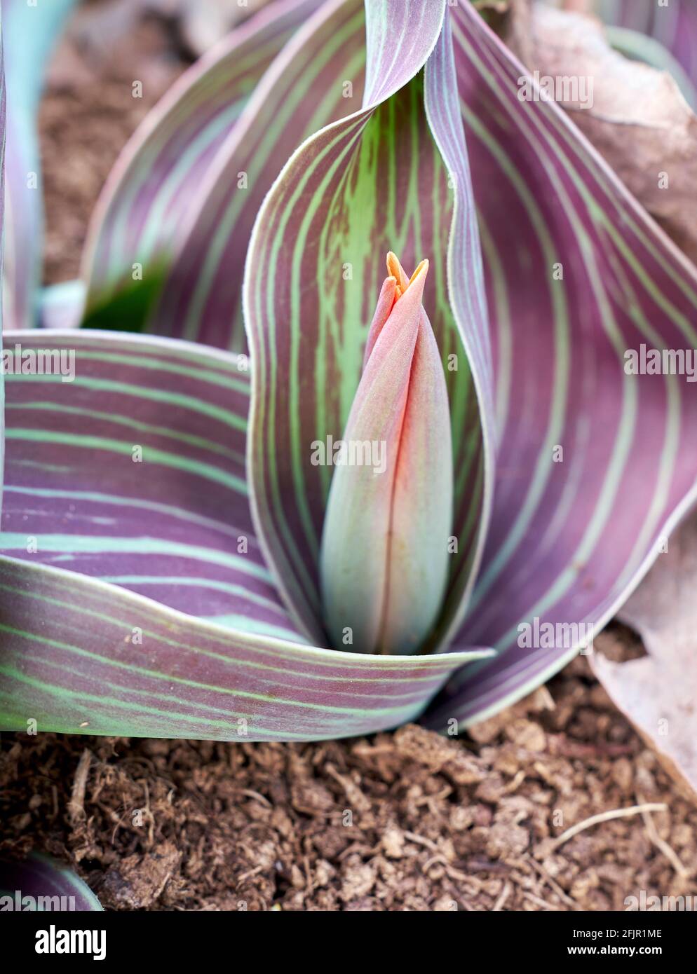 Showy Tulip germoglio in guardaroba Foto Stock