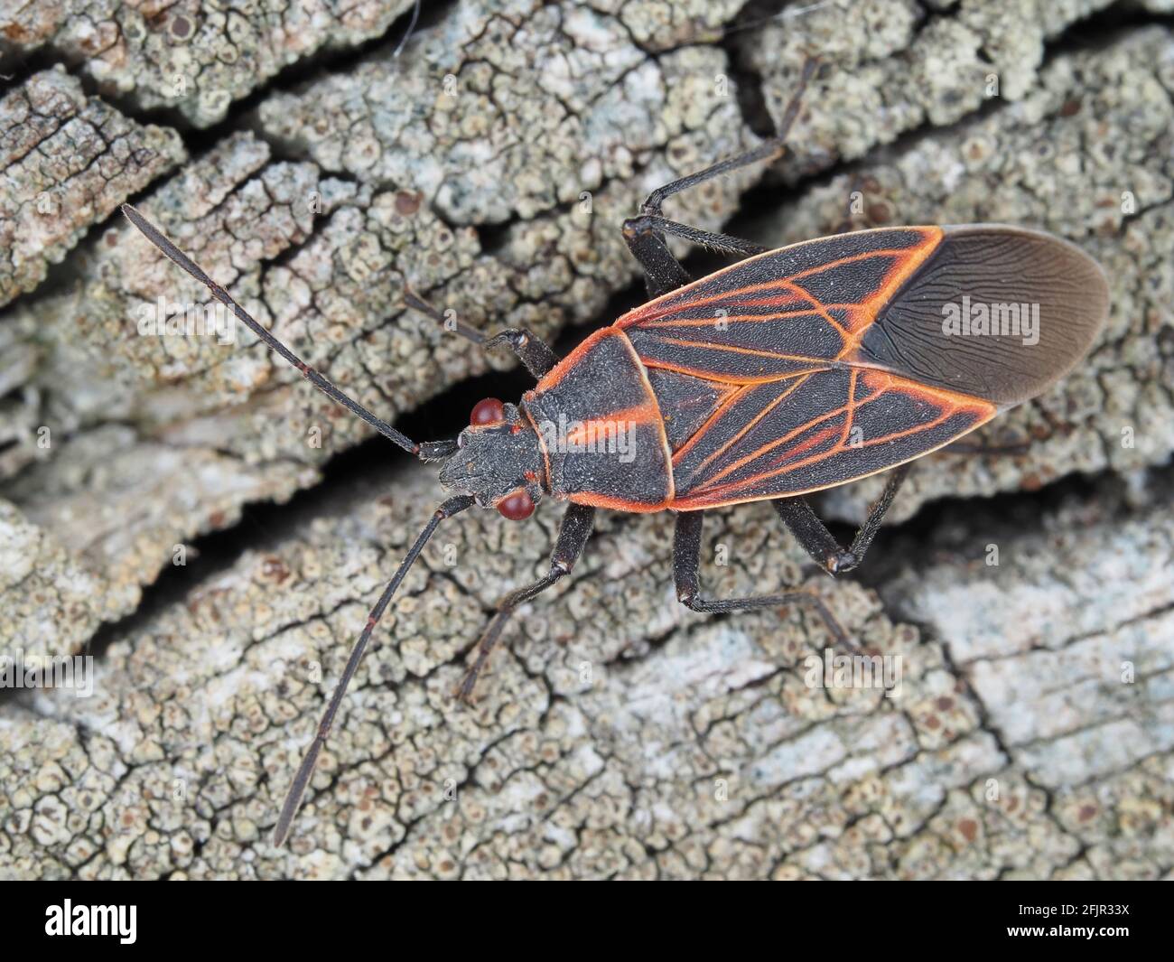 Western boxelder bug (Boisea rubrolineata, SYN. Leptocoris rubrolineata) - macro di insetti Foto Stock