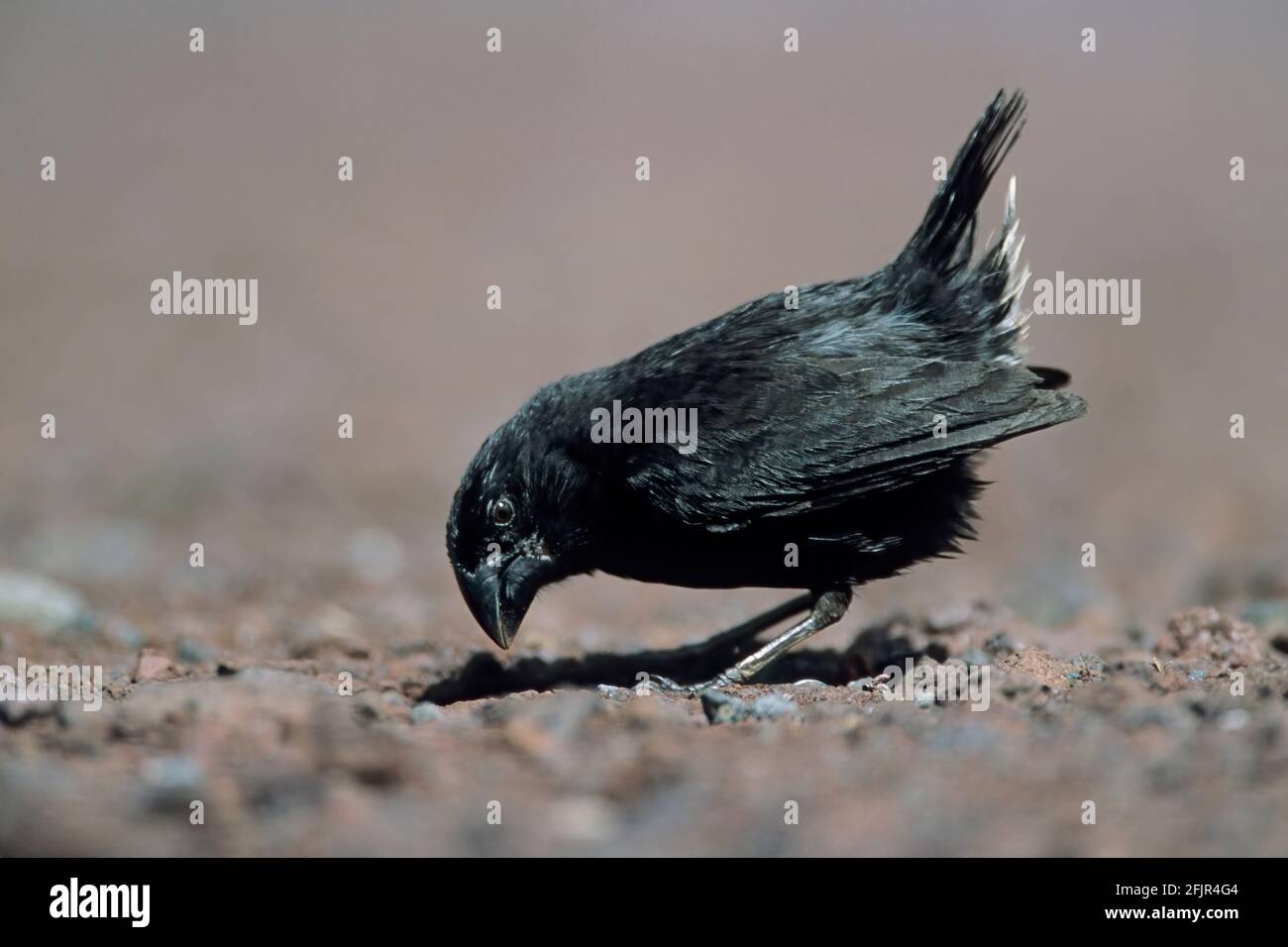 Grande terreno Finch Geospiza magnirostris uno dei Darwin's Finches Santa Isola di Cruz Galapagos BI015059 Foto Stock