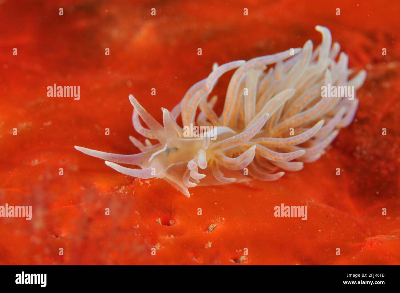 Composto di Phyllodesmio su spugna arancione. Foto Stock