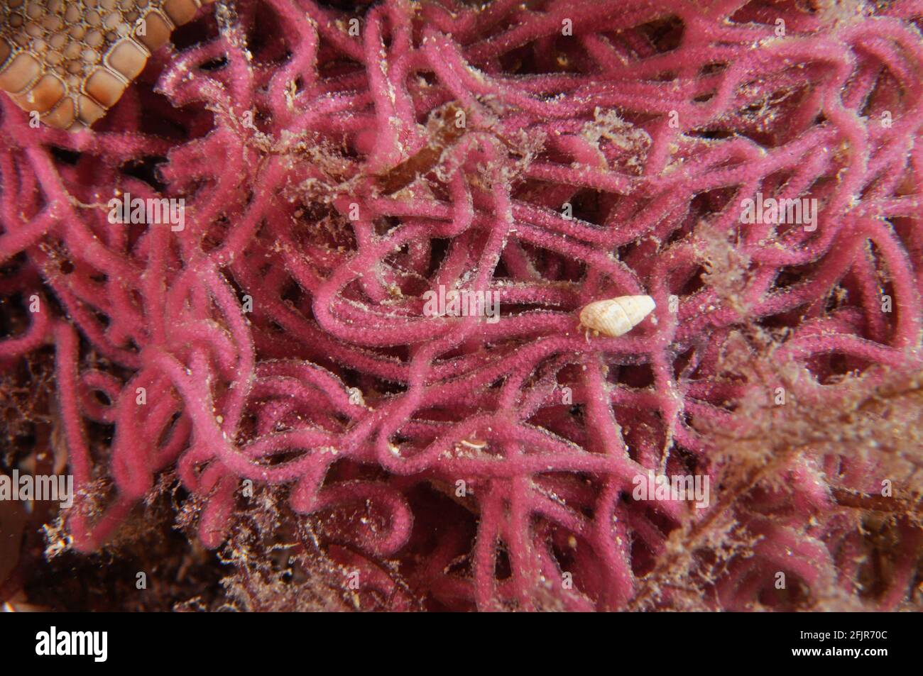 Massa di uovo di lepre di mare. Foto Stock