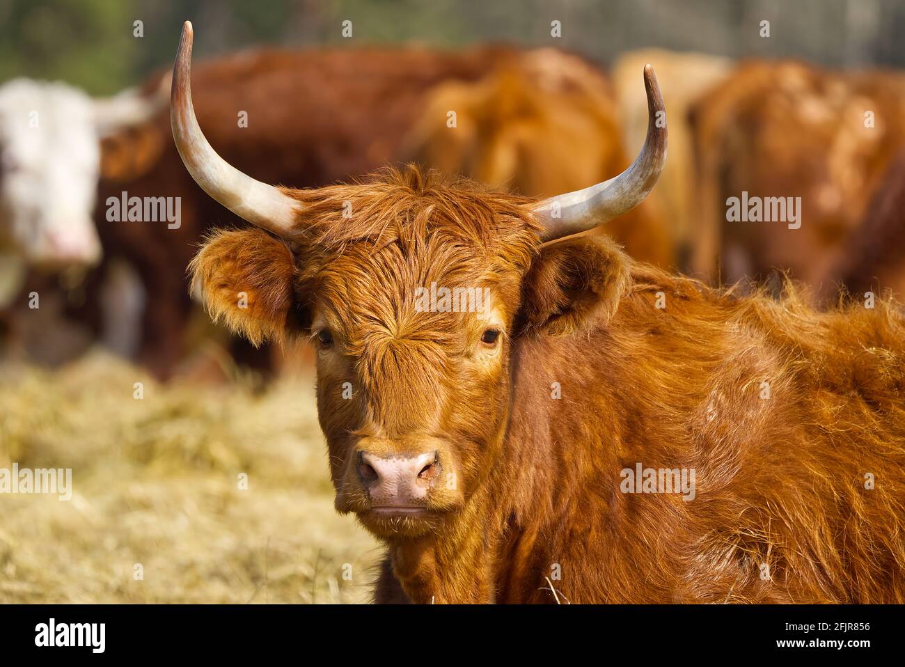 Bestiame rosso, giacente sul fieno al campo di primavera. Vacca di razza rossa per carne e latte. Agricoltura, concetto di pascolo libero, campo autunnale Foto Stock
