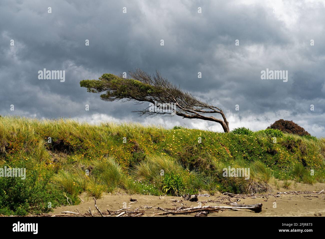 Tree piegati ma non spezzati dal vento, Pohara, Golden Bay, regione Tasmania, Nuova Zelanda. Foto Stock