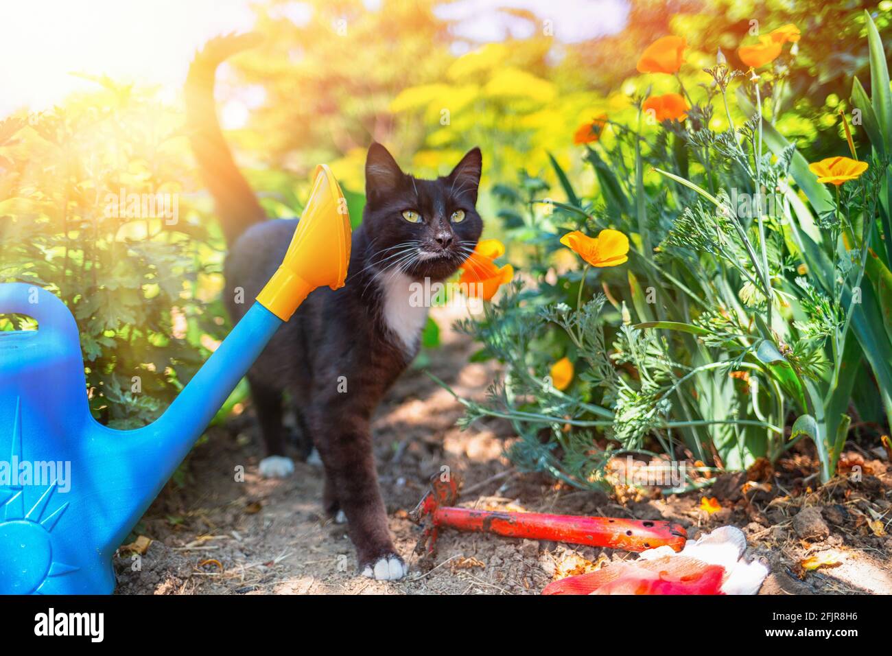 Cat cammina in giardino. Accanto al gatto ci sono una lattina di irrigazione, una zappa e guanti. Il concetto di giardinaggio e giardinaggio domestici. Luce solare. Foto Stock