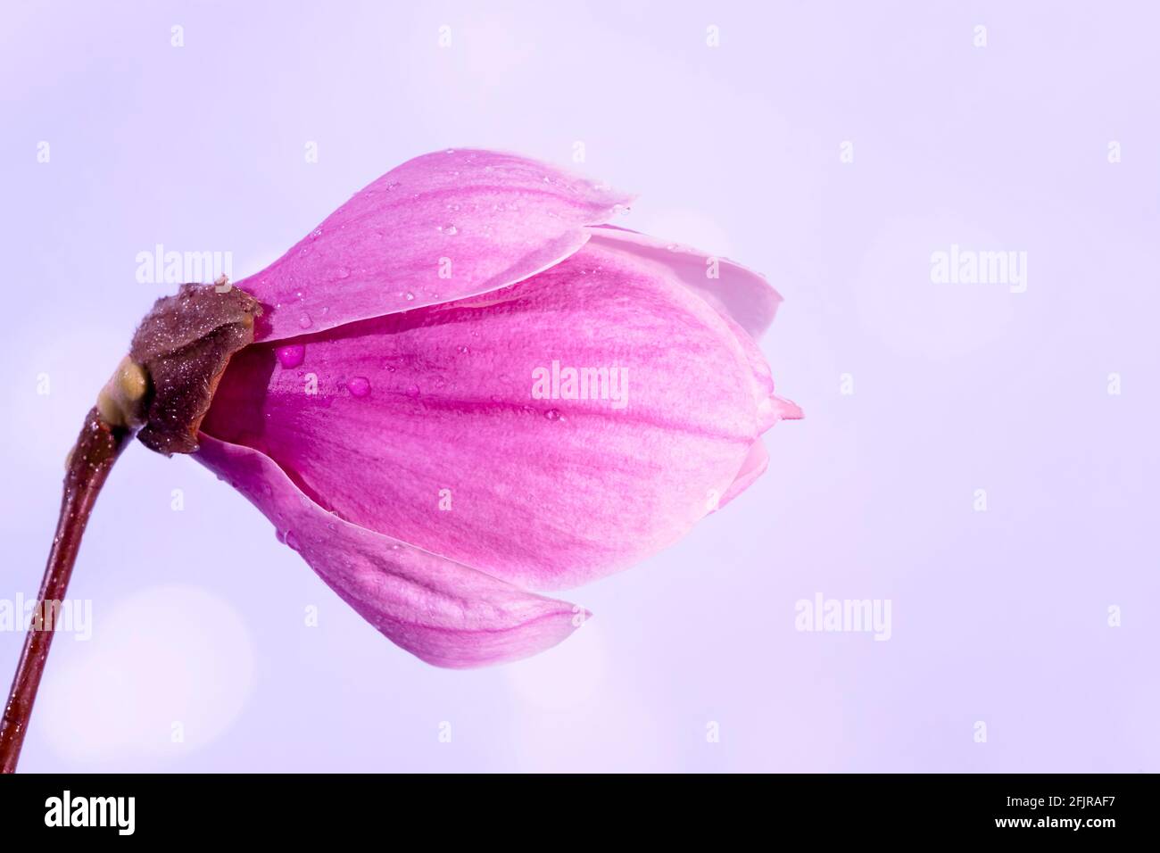 Primo piano di gocce di pioggia su un grande fiore Magnolia, fuoco selettivo. Viola chiaro bokeh sfondo sfocato. Foto di alta qualità Foto Stock