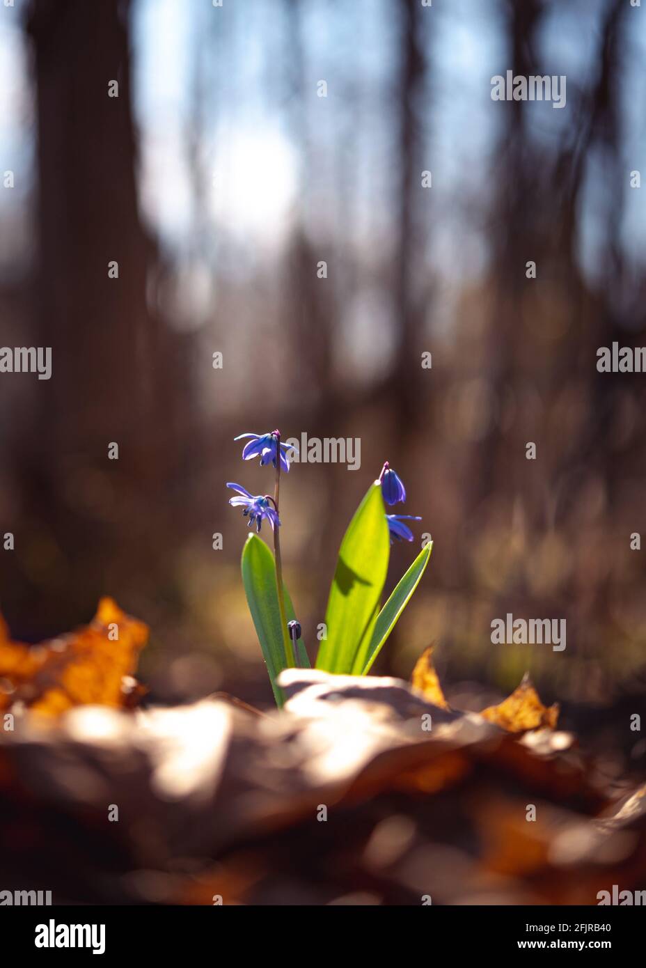 I fiori di Scilla fioriscono tra le foglie cadute nella foresta primaverile illuminata dai raggi solari. Messa a fuoco selettiva. Foto Stock I fiori di Scilla fioriscono tra le foglie cadute nella foresta primaverile illuminata dai raggi solari. Messa a fuoco selettiva. Foto Stock