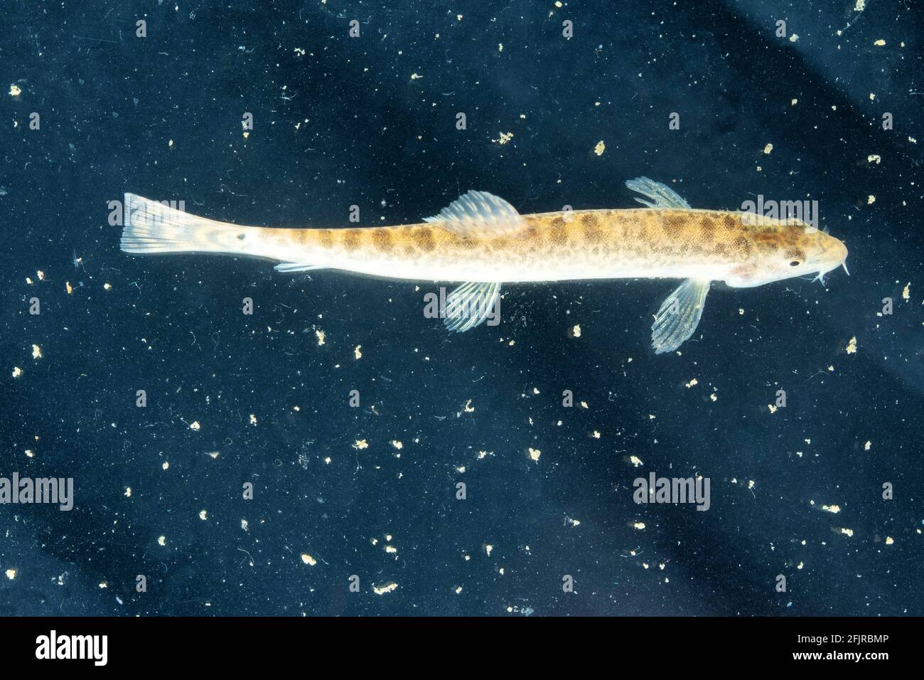 Pesce di pesca spinoso, Lepidocephalichthys thermalis, Satara, Maharashtra, India Foto Stock