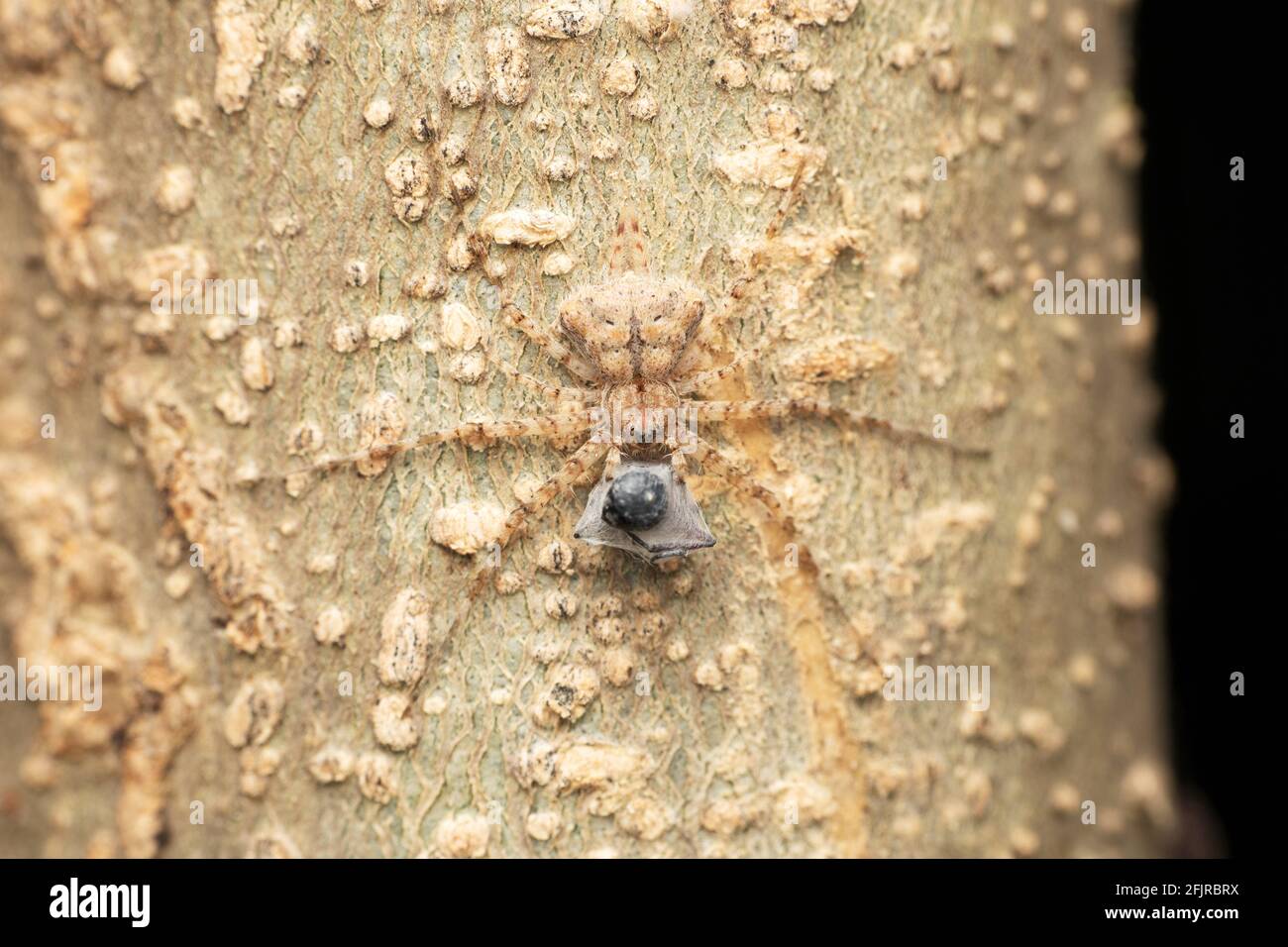 Due ragno a coda di ragnatela, Murricia hydabadensis, Satara, Maharashtra, India Foto Stock