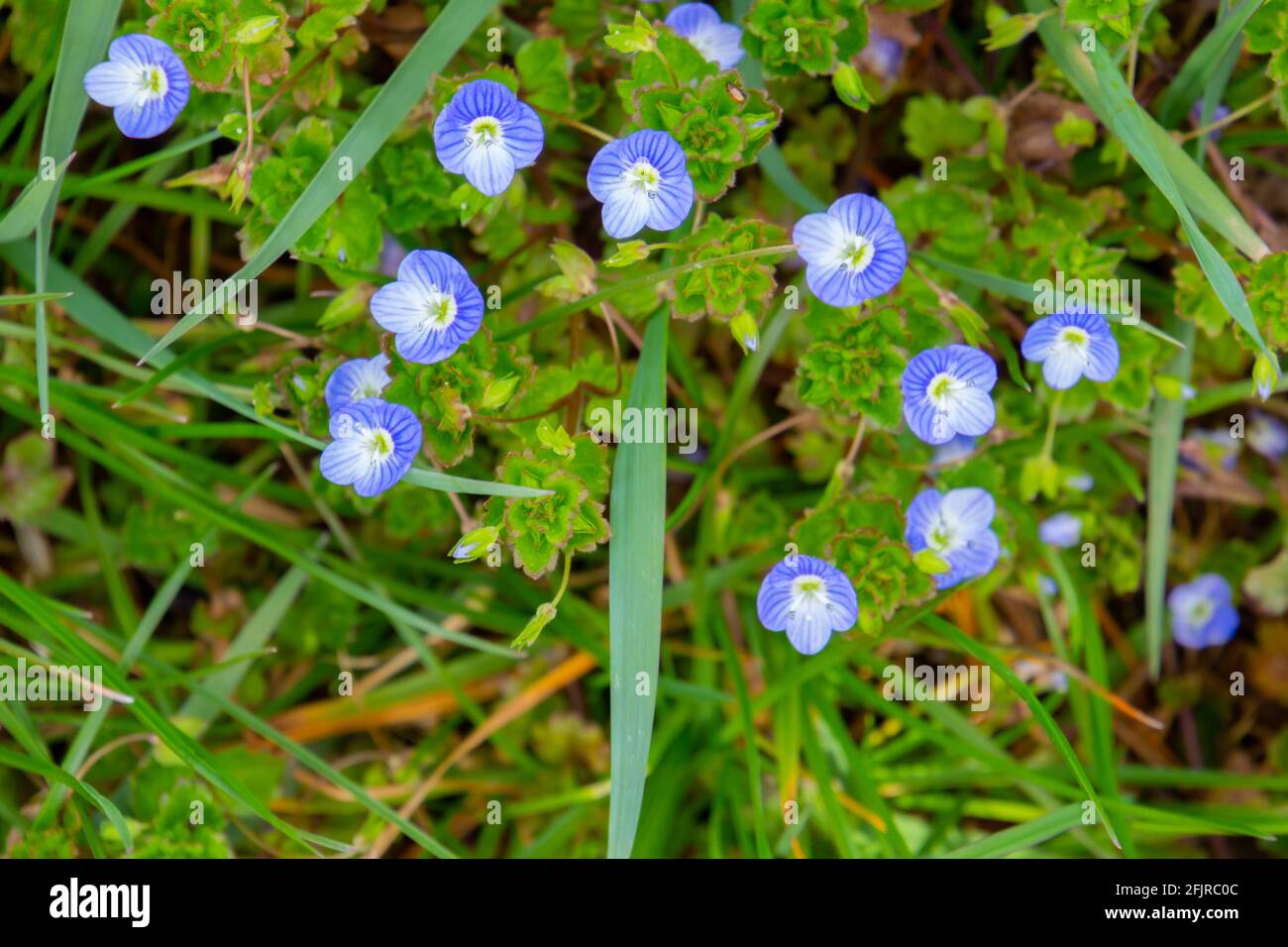 Fiori blu di persiano speedwell, chiamato anche Veronica persica o Persischer Ehrenpreis Foto Stock