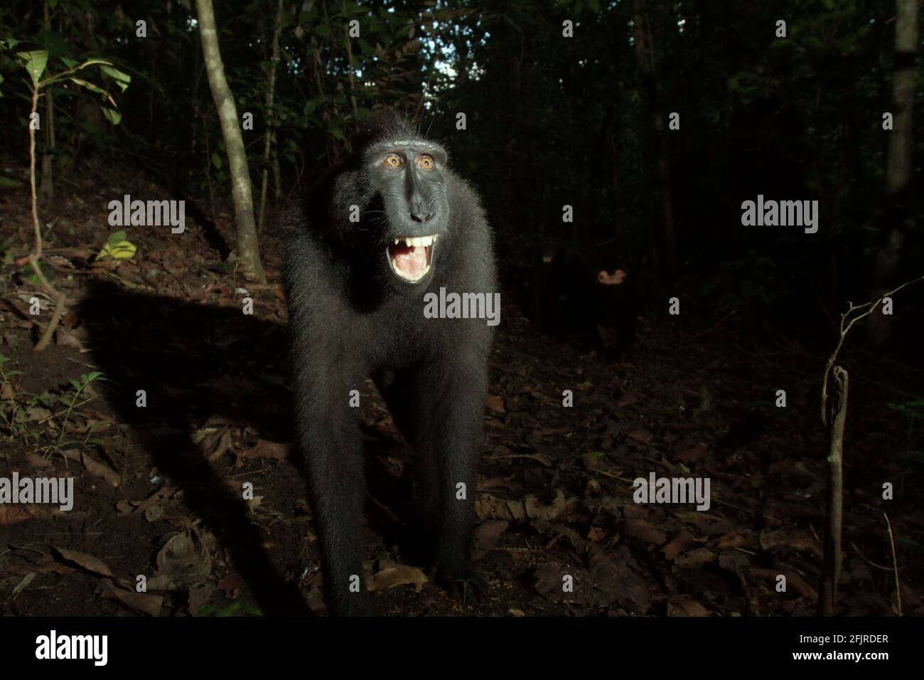 Celebes macaque crestato (Macaca nigra). Foto Stock