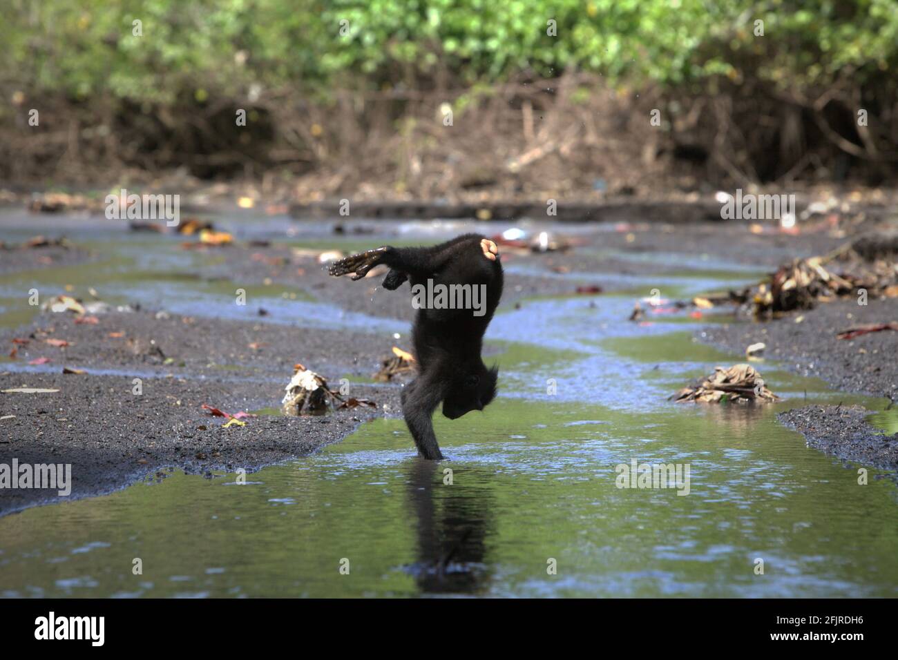 Celebes macaque crested che gioca su un flusso. Foto Stock