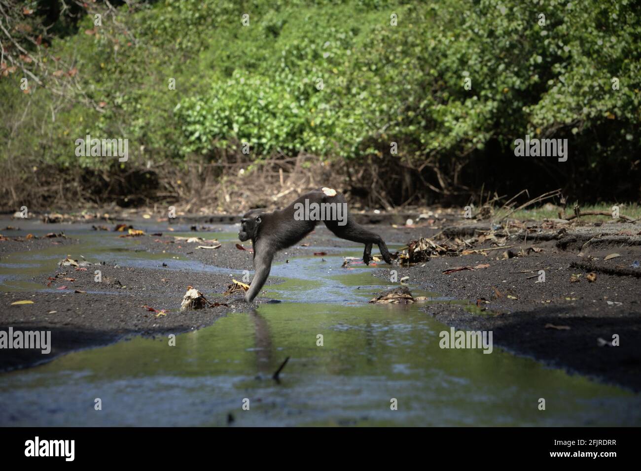 Un macaco crestato (Macaca nigra) salta mentre si allontana su un ruscello vicino a una spiaggia nella foresta di Tangkoko, Sulawesi settentrionale, Indonesia. Foto Stock