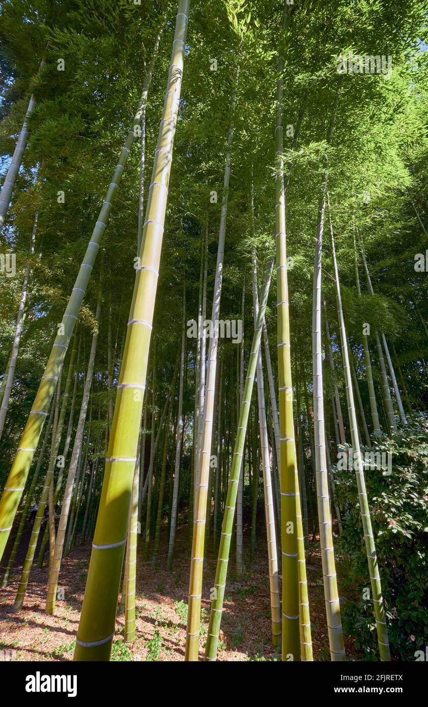 Bamboo Grove composto da tredici specie di origine giapponese e cinese presso l'ex castello di Edo giardini orientali. Giardino del Palazzo Imperiale. Tokyo. Giappone Foto Stock