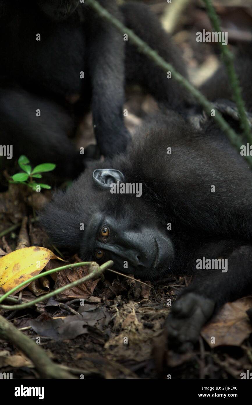 Celebes macaque crestato. Foto Stock