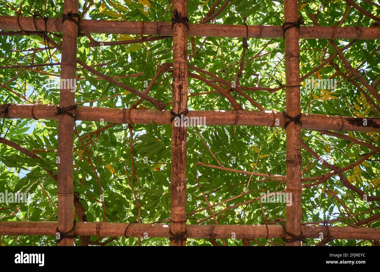 La vista del pergolato di bambù che sostiene l'albero di liana nel giardino giapponese. Giappone Foto Stock